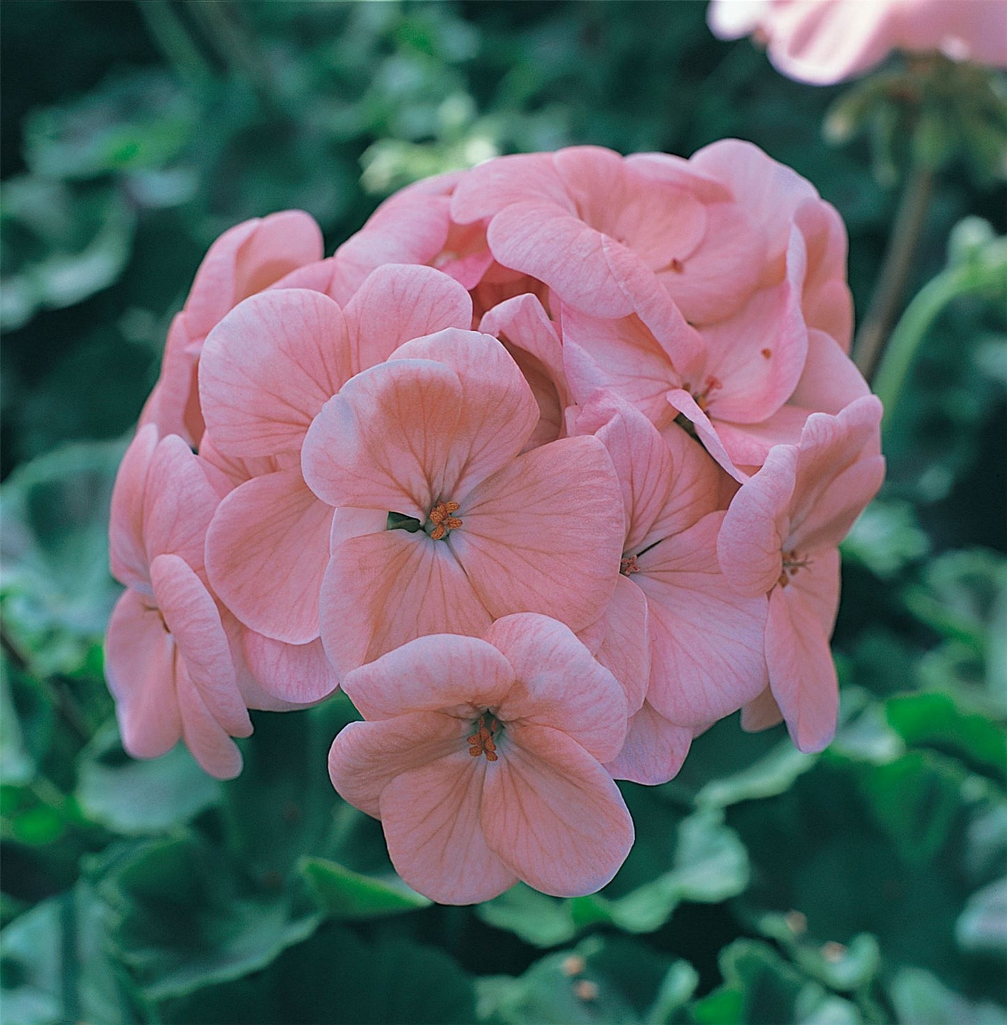 Geranium Horizon F1 Hybrid Salmon Light Seeds