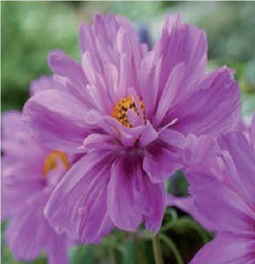 Cosmos Razzmatazz Pink Seeds