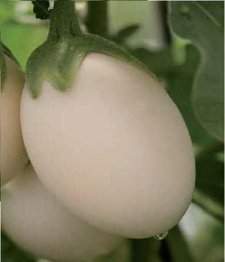 Aubergine Ivory F1 Hybrid Seeds