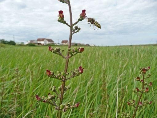 Wild Flower Water Figwort Scrophularia auriculata Seeds