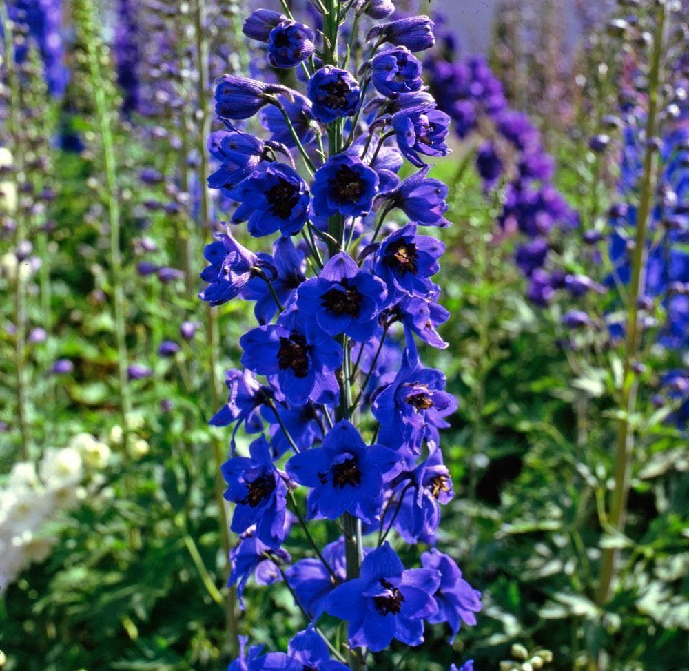 Delphinium Pacific Black Knight Seeds