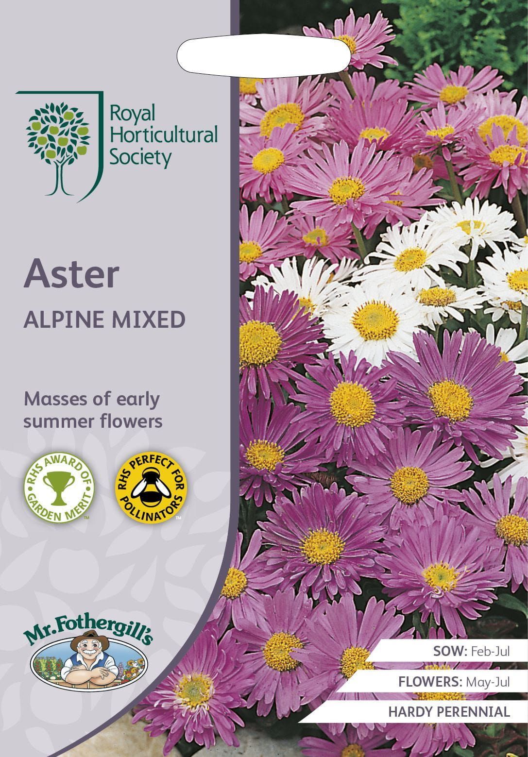 Mr Fothergills RHS Aster Alpine Mixed 250 Seeds