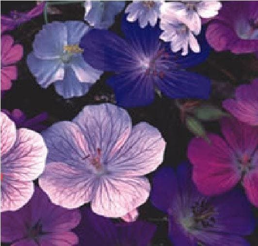 Geranium Hardy Mix Seeds