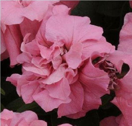 Petunia Double Duo Pink Satin F1 Hybrid Seeds