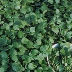 Organic Salad Purslane Winter Miners Lettuce Seeds