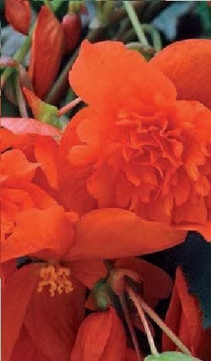 Begonia Illumination Orange F1 Hybrid Seeds