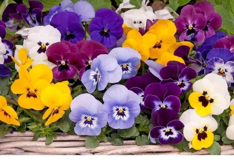Viola Sorbet XP Babyface Mix Seeds