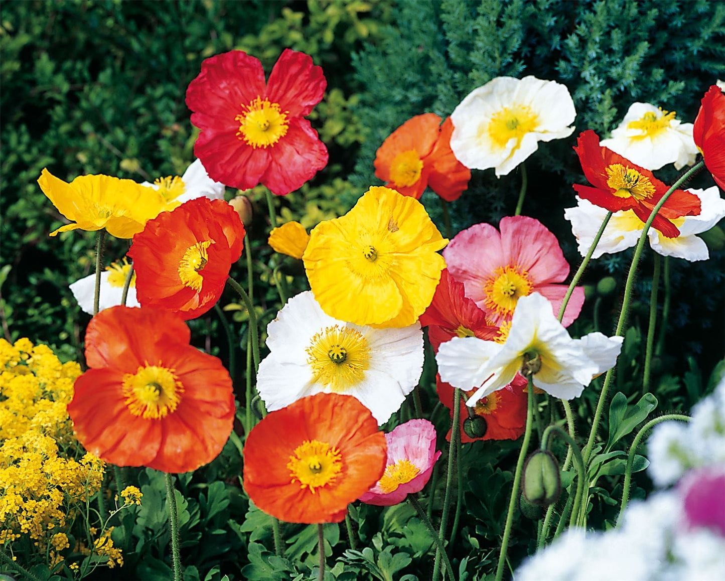Papaver Spring Fever Mix Seeds