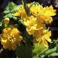 Chelidonium majus Fl. Pl Seeds