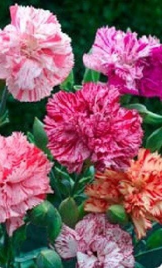 Carnation Chabaud Picotee Fantasy Mixed Seeds