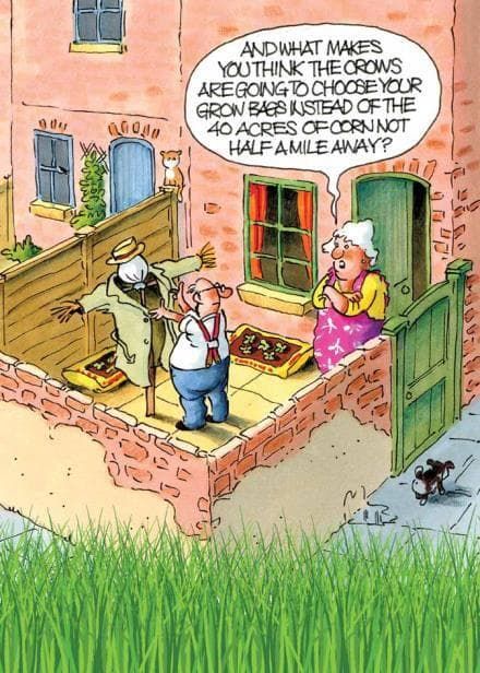 Greeting Cards Funny Humour Crows