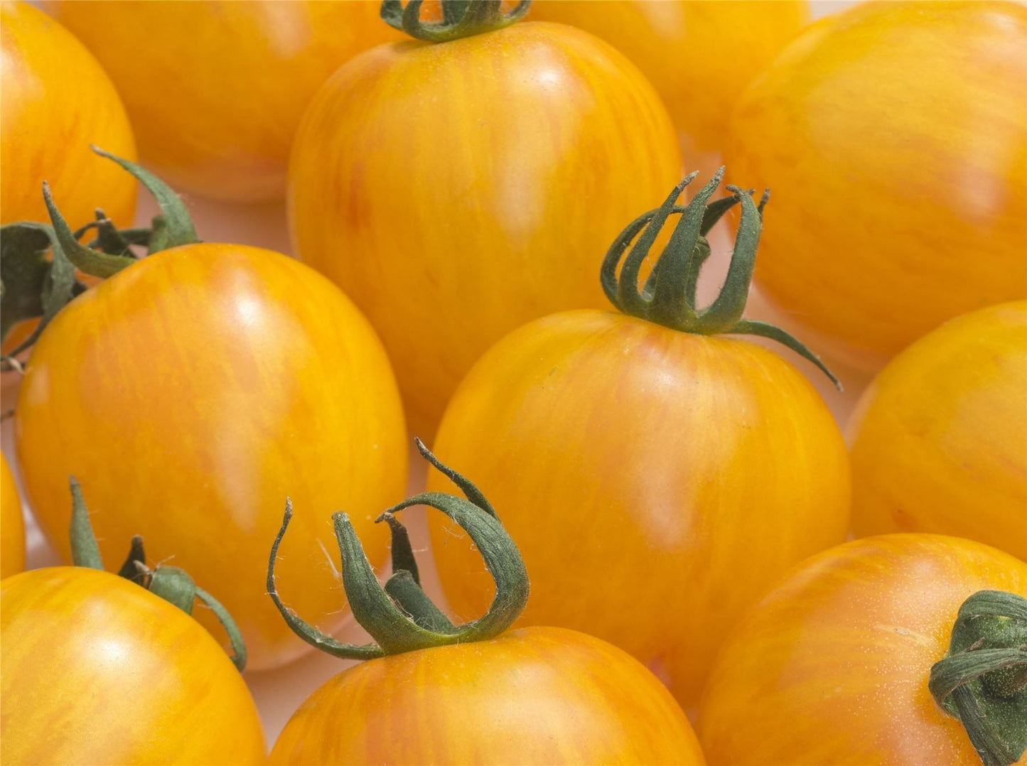 Tomato Artisan Golden Bumble Bee Seeds