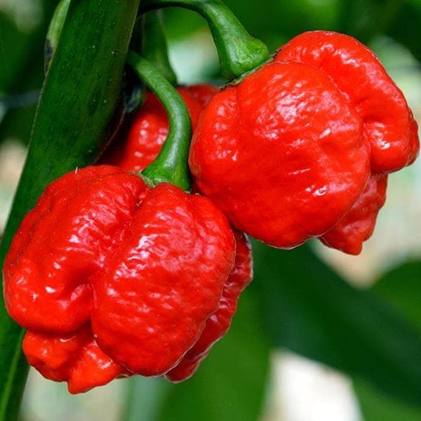 Pepper (Chilli) Moruga Red Seeds