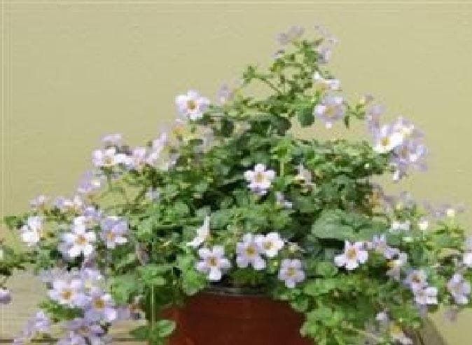 Bacopa Blutopia Seeds - Sutera cordata