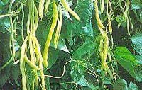 Exhibition Vegetable Robinsons Climbing French Bean Kingston Gold 25 Seeds