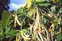 Exhibition Vegetable Robinsons Climbing French Bean Rob Roy 25 Seed