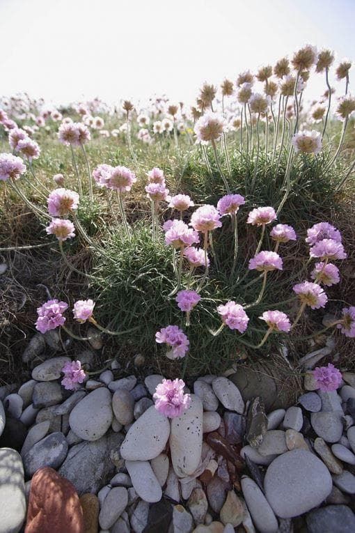 Wild Flower Thrift Armeria maritima Seeds