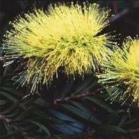 Callistemon salignus Bottlebrush Seeds