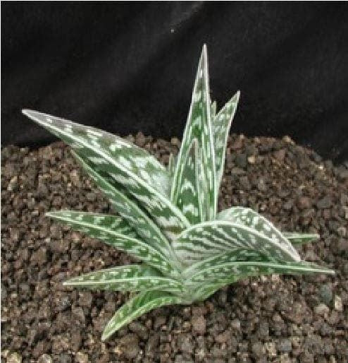 Aloe Variegata Tiger Aloe Seeds