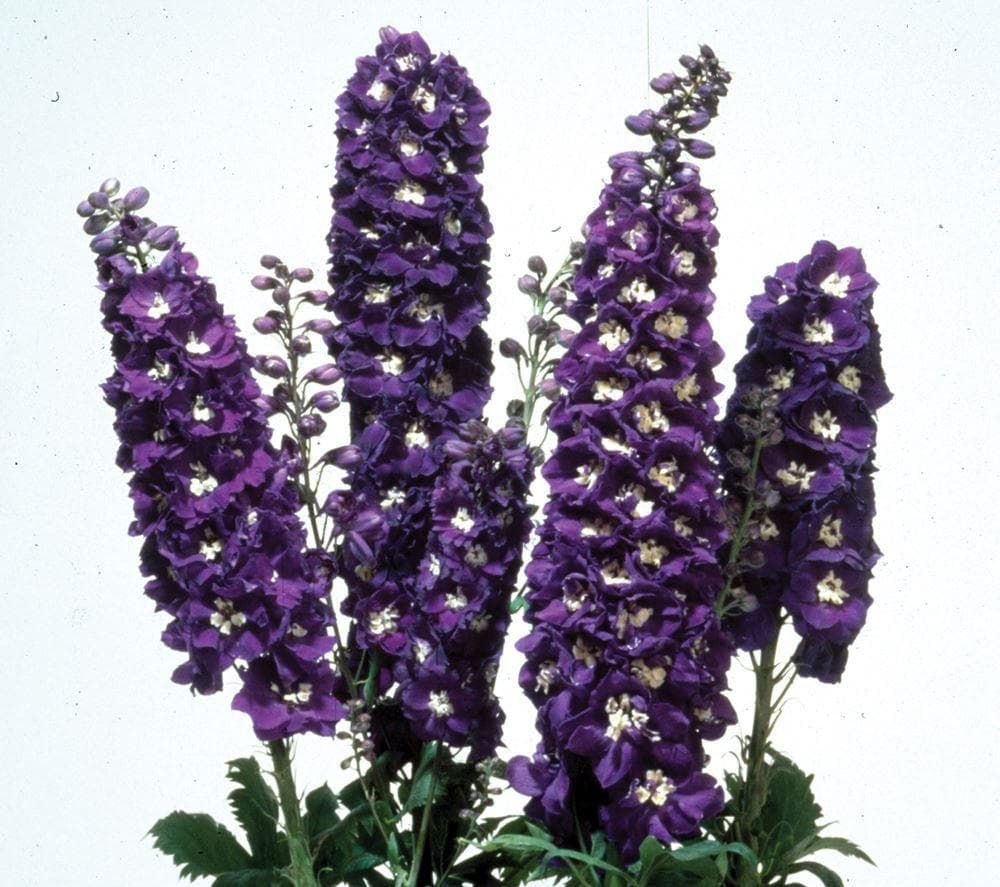 Delphinium Magic Fountains Dark Blue White Bee Seeds