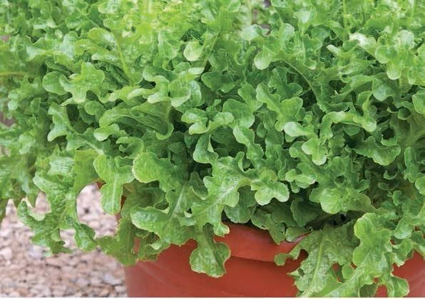 Lettuce Ashbrook Seeds