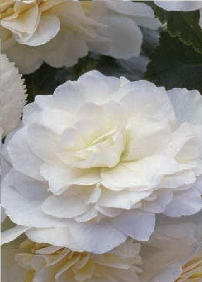 Begonia Illumination White F1 Hybrid Seeds
