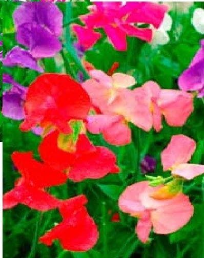 Sweet Pea Mammoth Mix Seeds