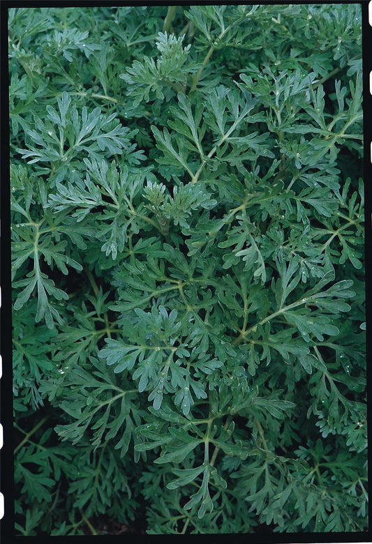 Wormwood Artemisia absinthium Seeds