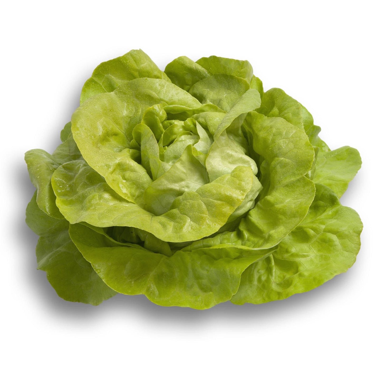 Organic Butterhead Lettuce Jolito RZ (4301) Seeds