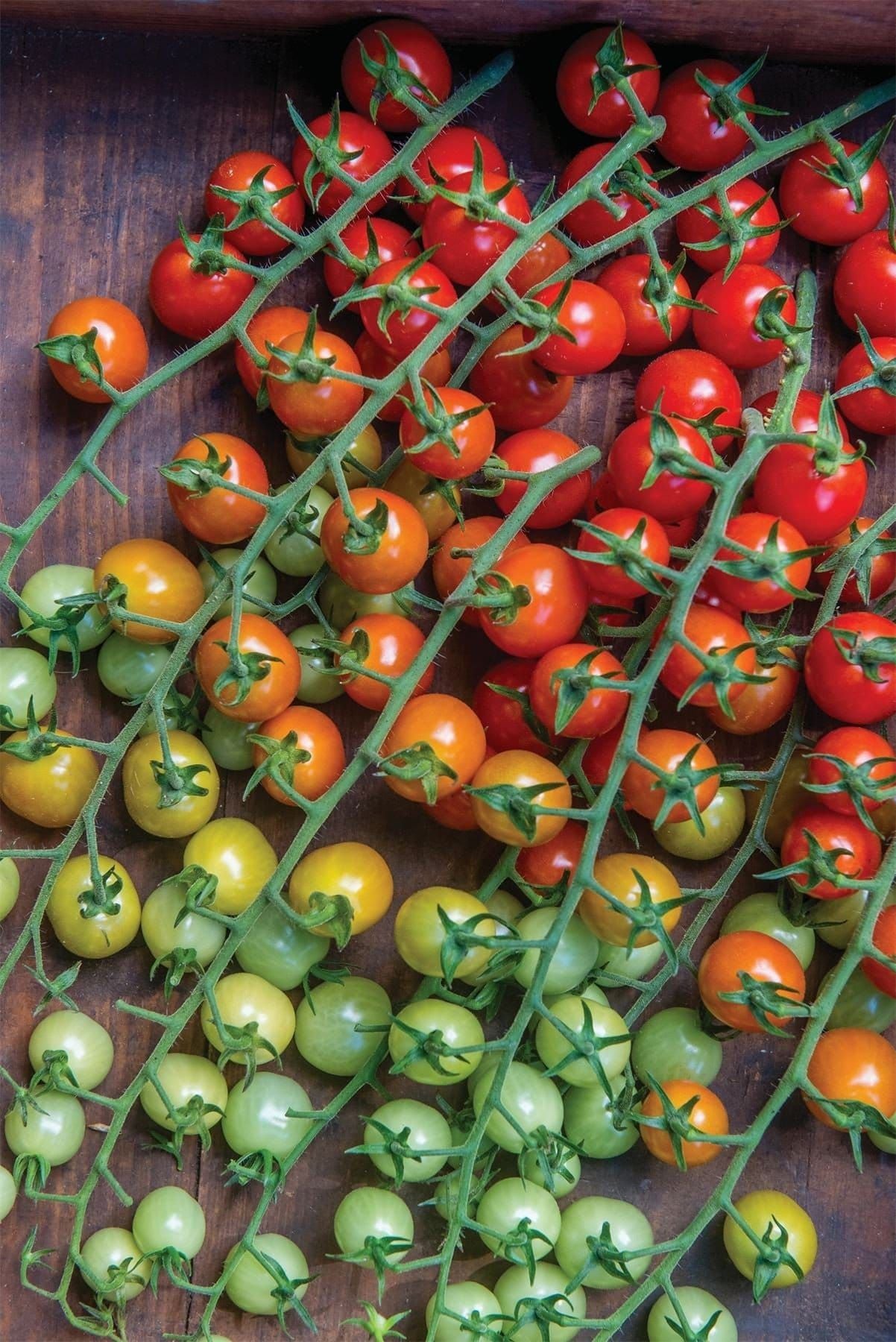 Tomato Cherry Baby Seeds