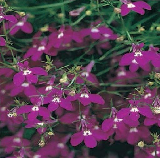 Trailing Lobelia Fountain Rose Seeds