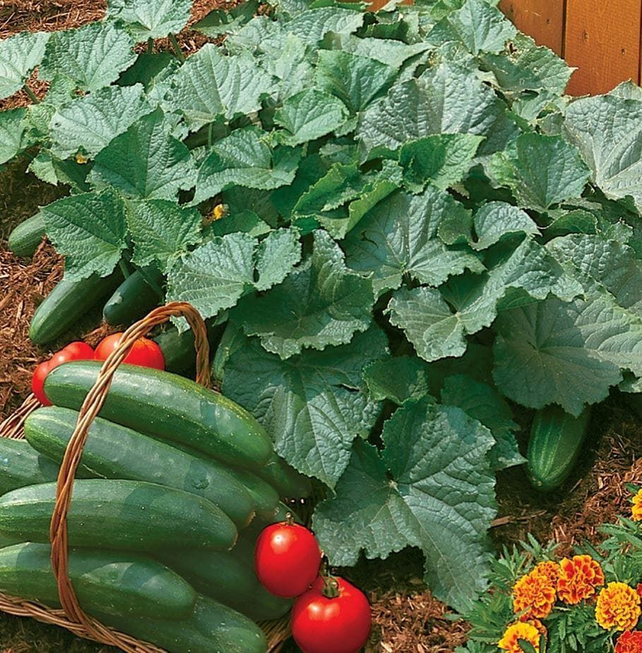 Cucmber Bush Champion Seeds