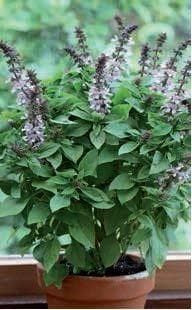 Basil Floral Spires Lavender Seeds