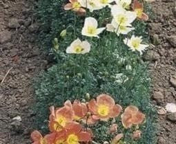 Papaver Alpine Poppy Mixed Seeds