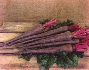 Robinsons Beetroot Mammoth Long 50 Seeds