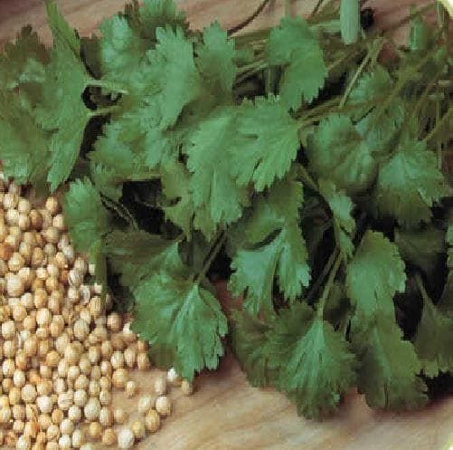 Organic Herb Coriander Cilantro Seeds