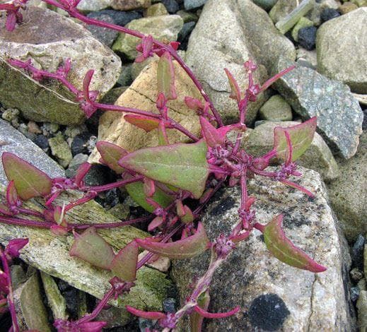 Wild Flower SpearLeaved Orache Seeds