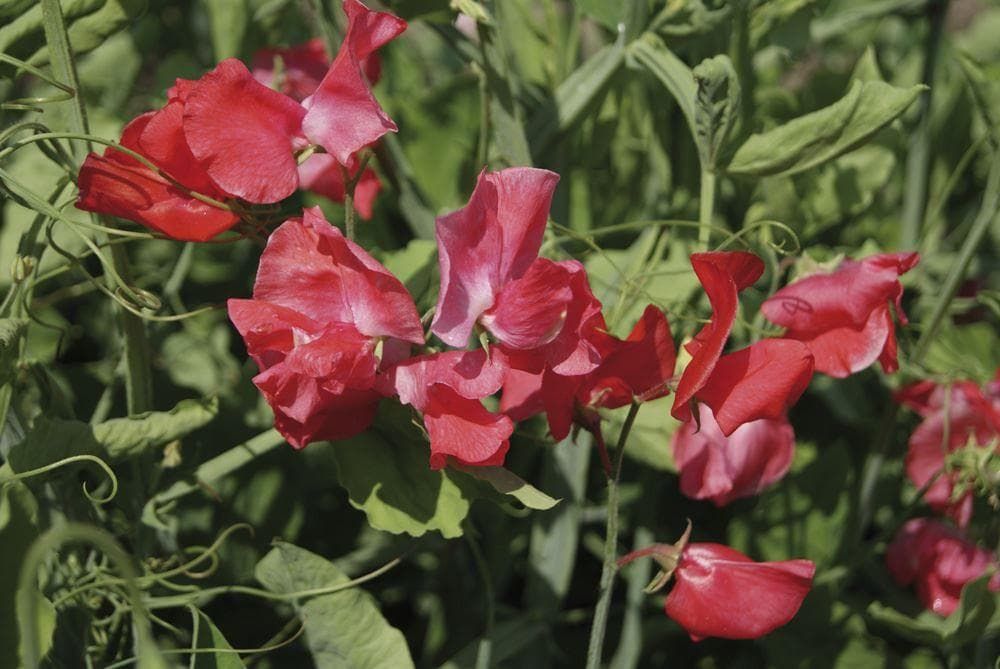 Sweet Pea Spencer Geranium Pink Seeds