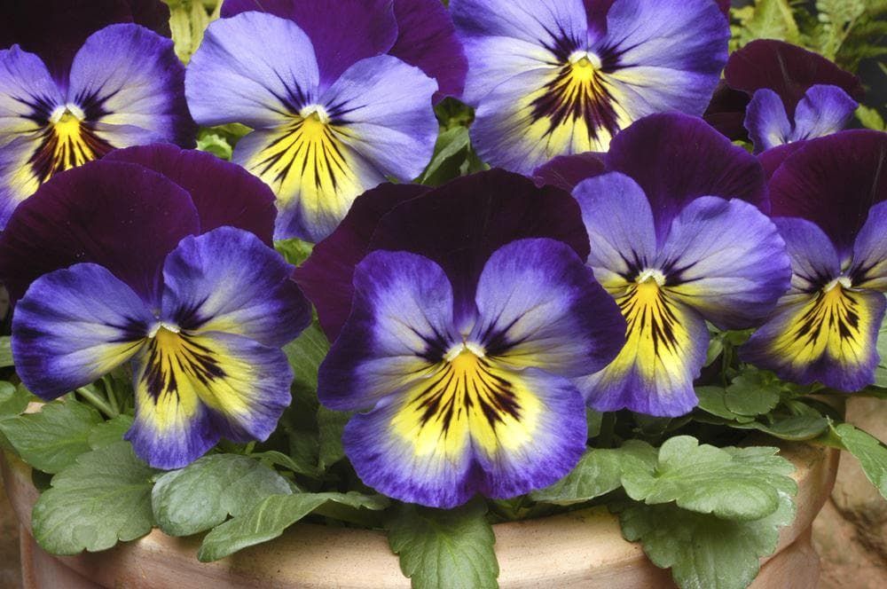 Pansy Matrix Midnight Glow F1 Hybrid Seeds