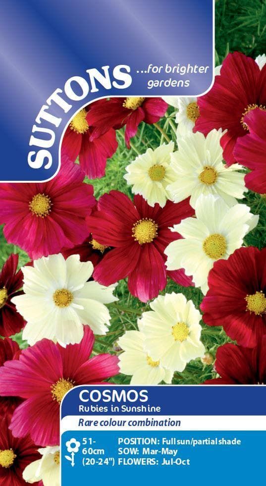 Sutton Seeds - Cosmea Seeds - Rubies in Sunshine