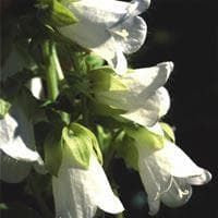 Sweet William Super Double Mix Seeds