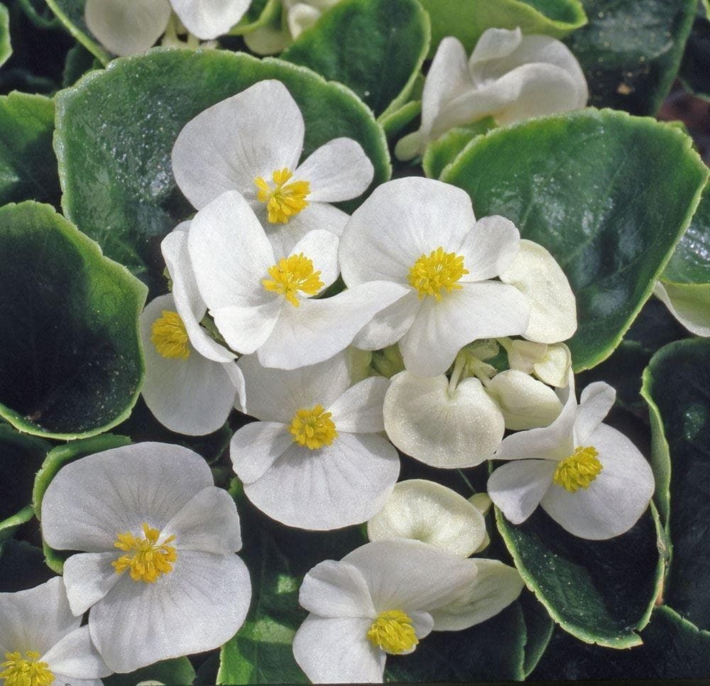 Begonia Heaven White F1 Hybrid Seeds