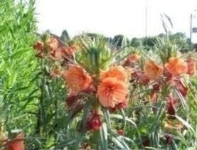 Oenothera Evening Primrose Sunset Boulevard Seeds