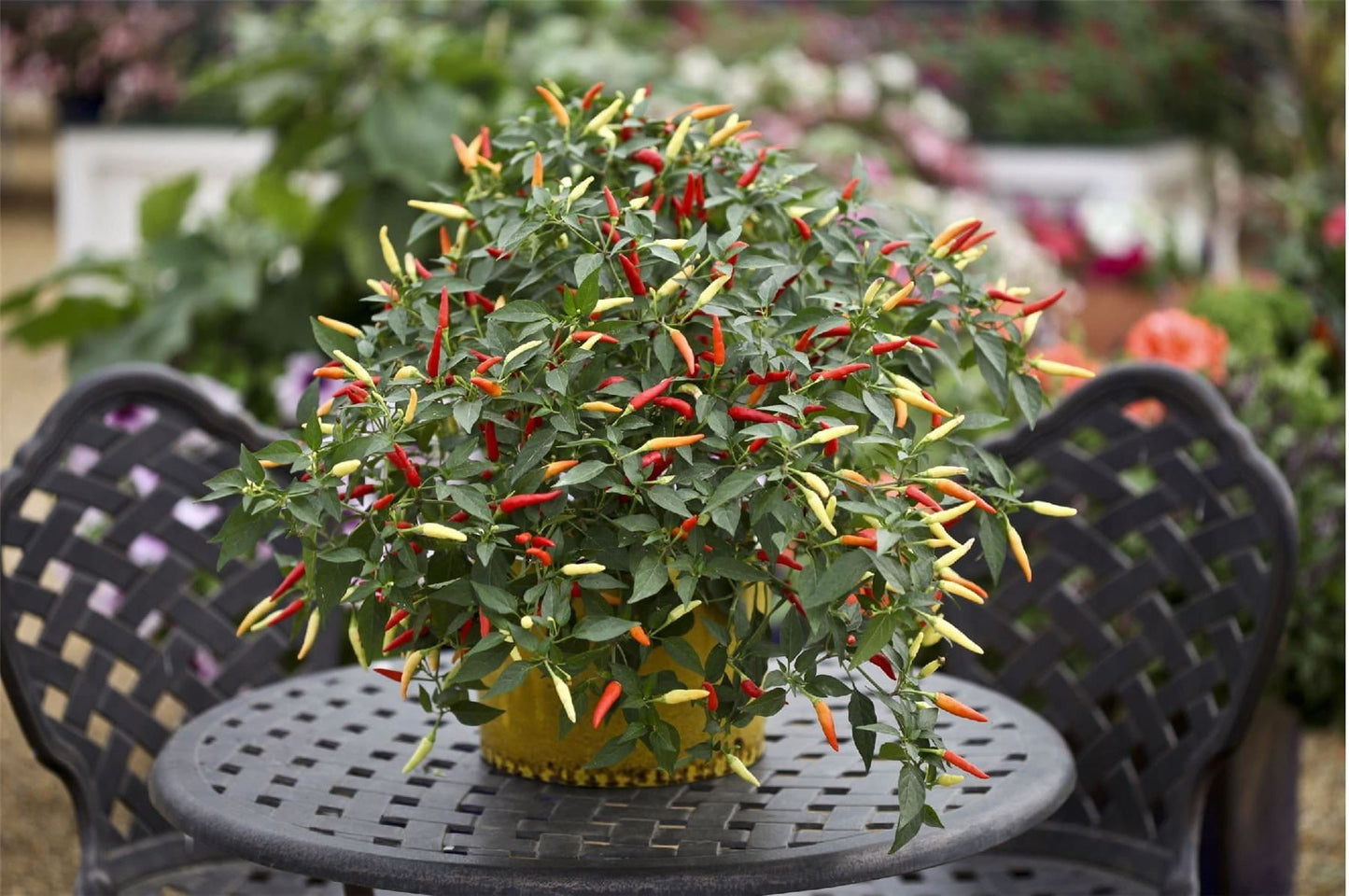 Hot Chilli Pepper Basket of Fire F1 Hybrid Seeds