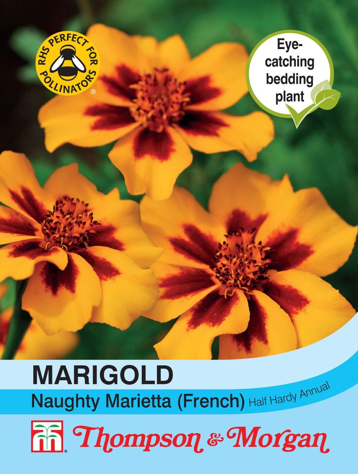 Thompson & Morgan Marigold Naughty Marietta (French) 150 Seed