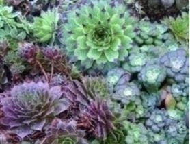 Sempervivum Mixed Seeds
