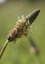 Wild Flower Ribwort Plantain Plantago lanceolata Seeds