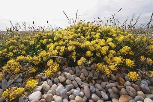 Wild Flower Kidney Vetch Anthyllis vulneraria Seeds