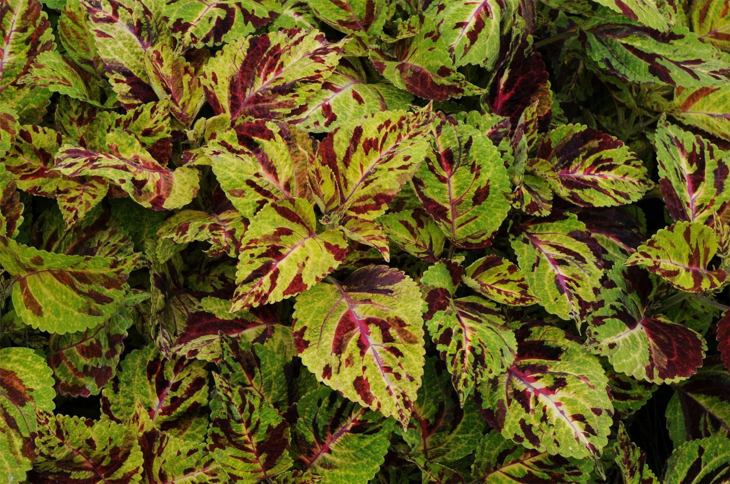 Coleus Wizard Mosaic Seeds