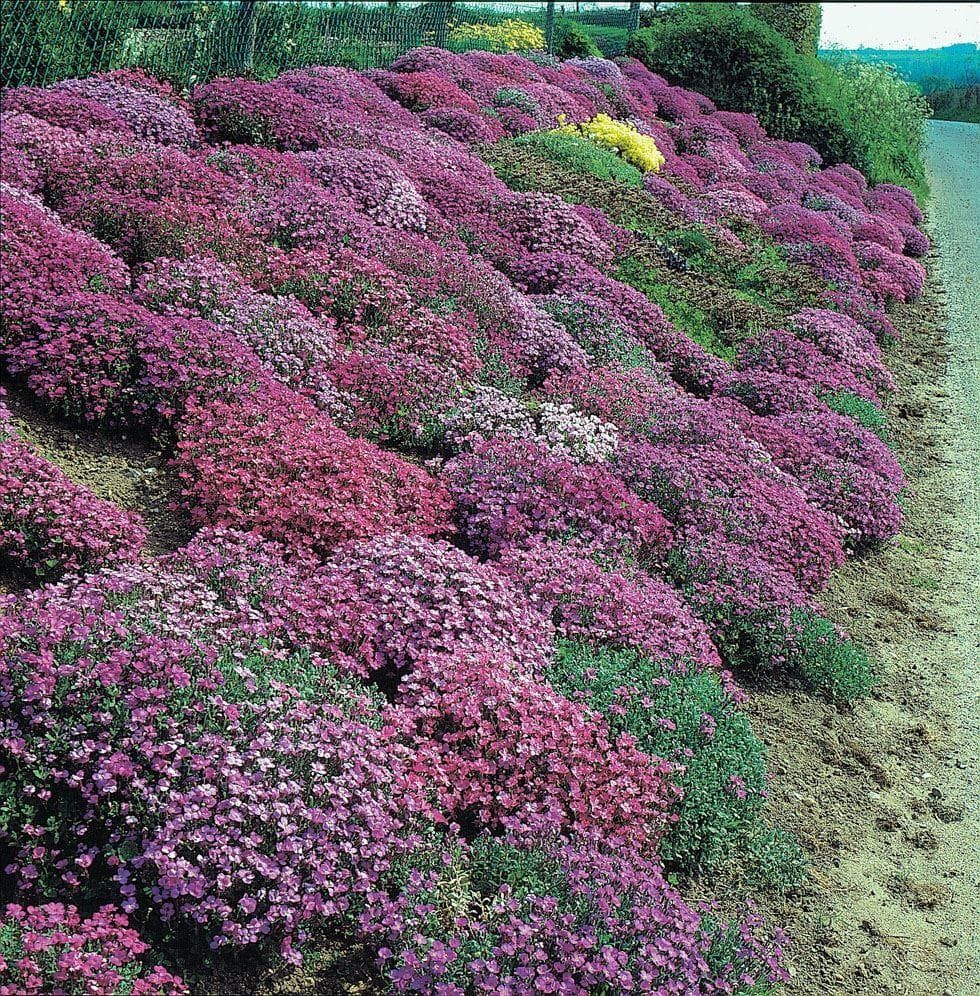 Mr Fothergills Aubrieta Cascade Mixed 200 Seeds
